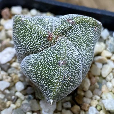 SH40174 Astrophytum myriostigma v. tricostatum