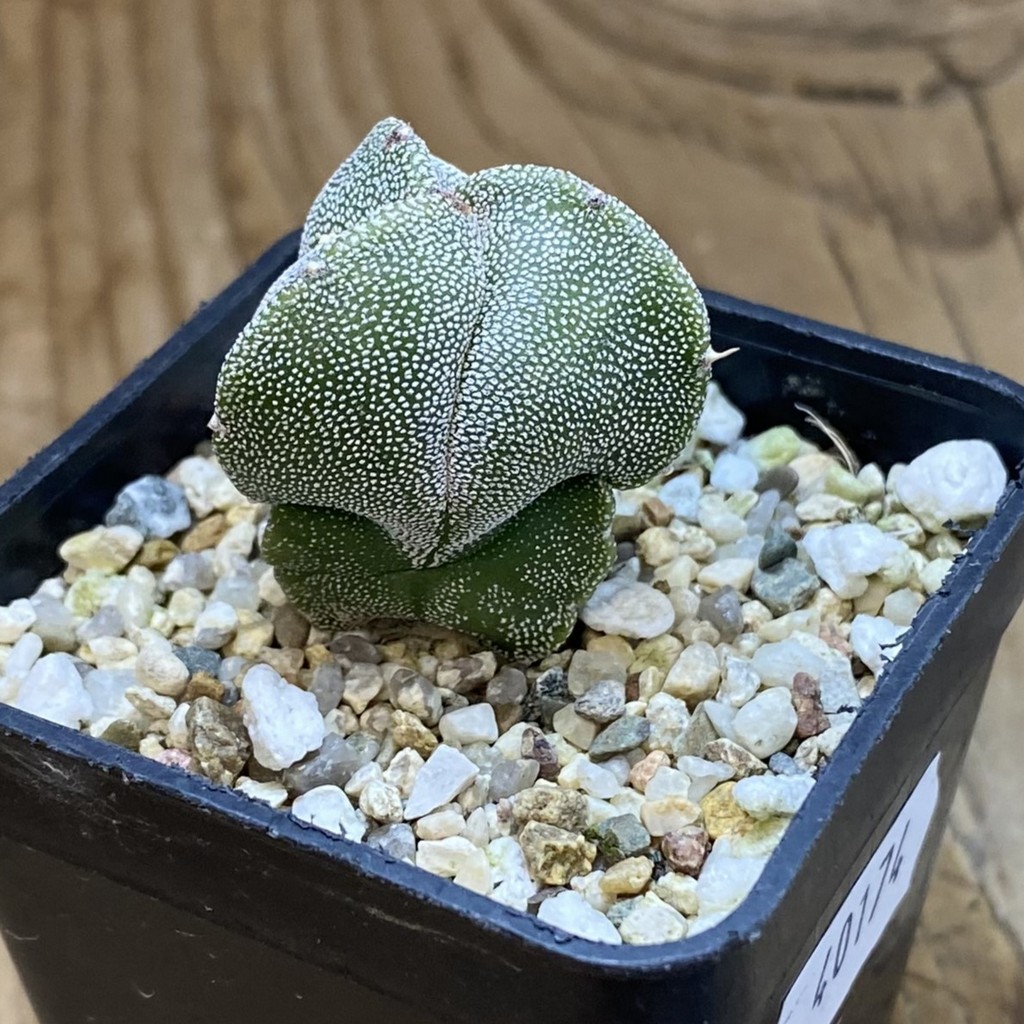 SH40174 Astrophytum myriostigma v. tricostatum - Зображення 2
