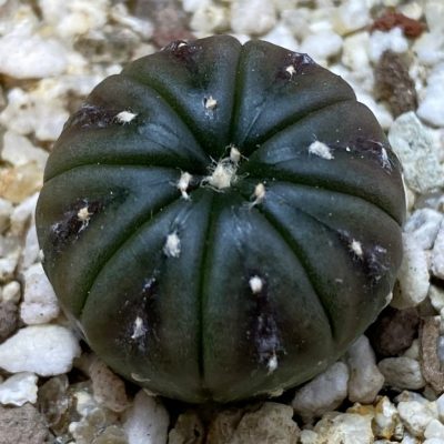 SH40175 Astrophytum asterias ‘Purple Skin’