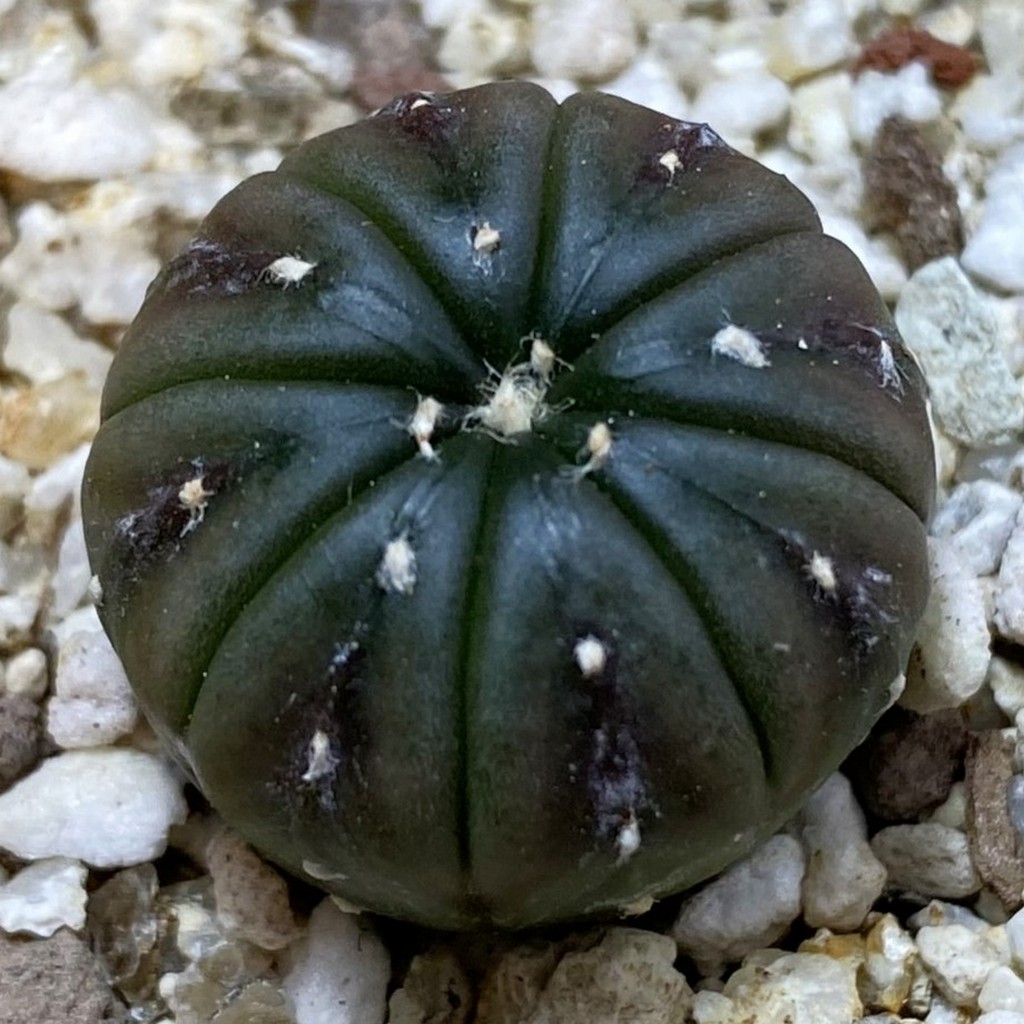 SH40175 Astrophytum asterias ‘Purple Skin’