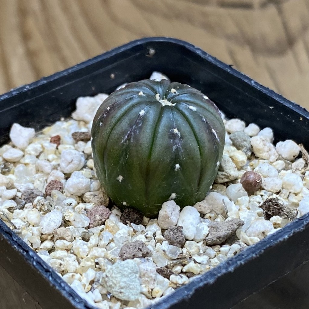 SH40175 Astrophytum asterias ‘Purple Skin’ - Зображення 2