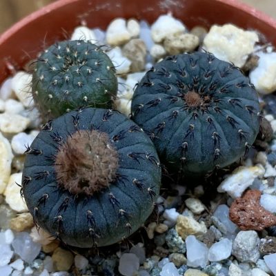 SH40177 Frailea castanea, 3 plants, seedling