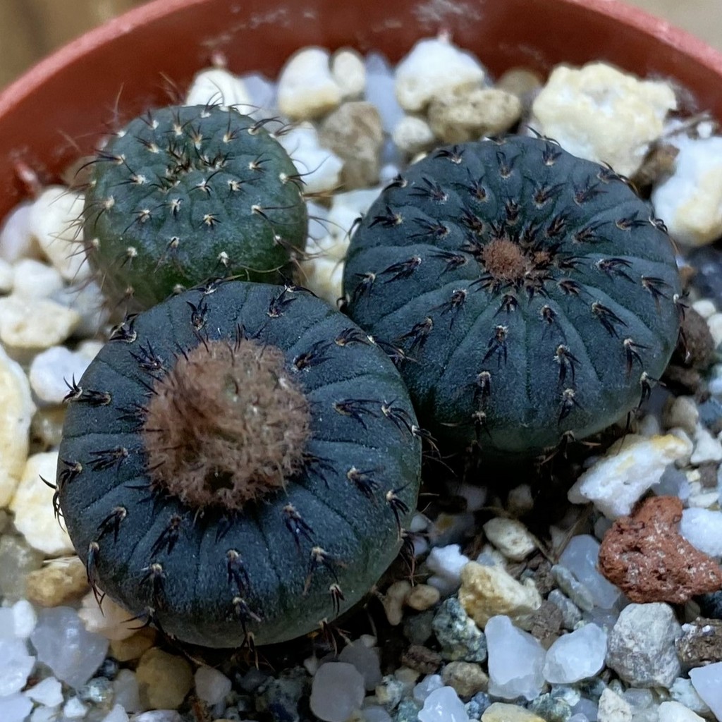 SH40177 Frailea castanea, 3 plants, seedling