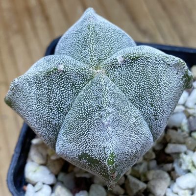 SH39774 Astrophytum myriostigma v. quadricostatum