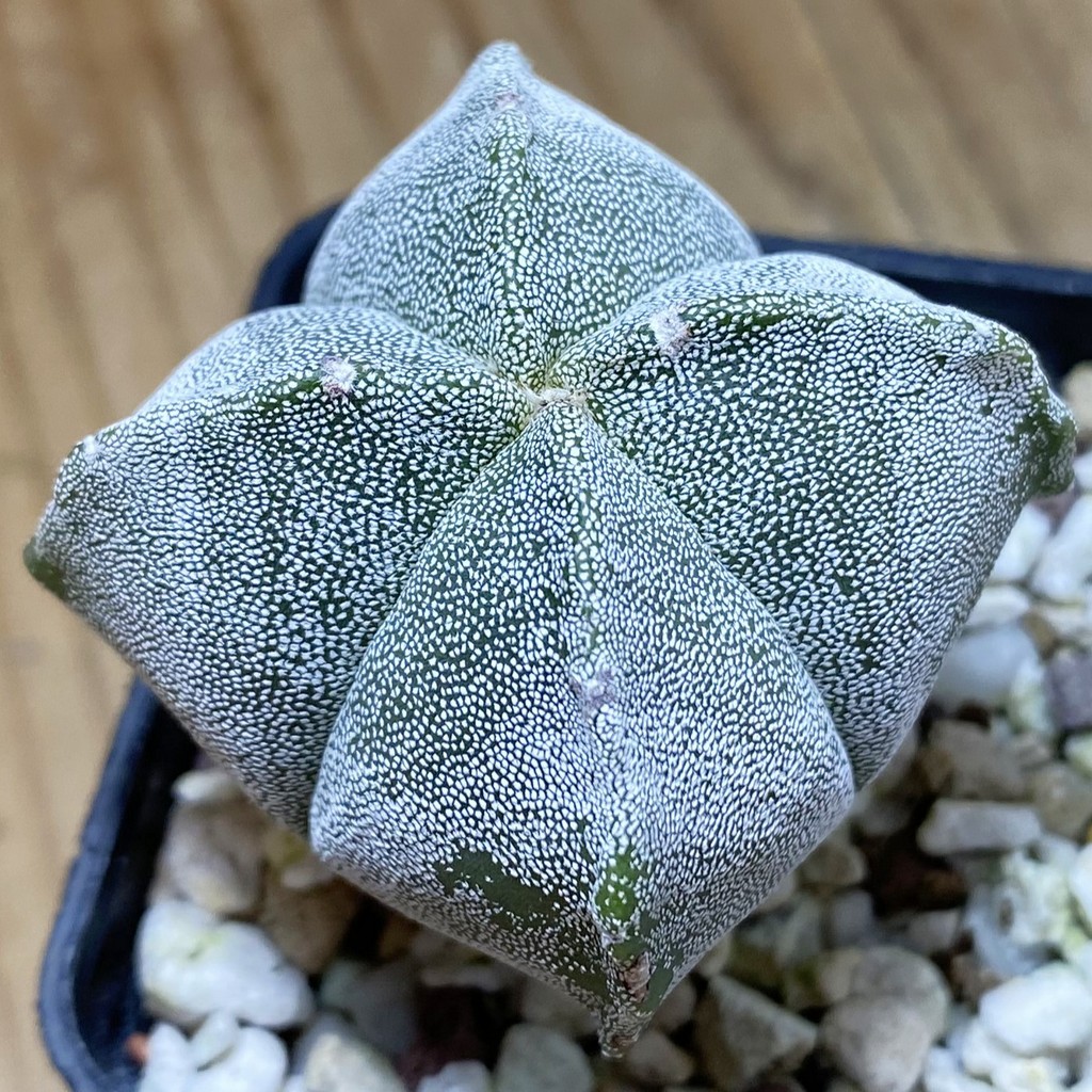 SH39774 Astrophytum myriostigma v. quadricostatum