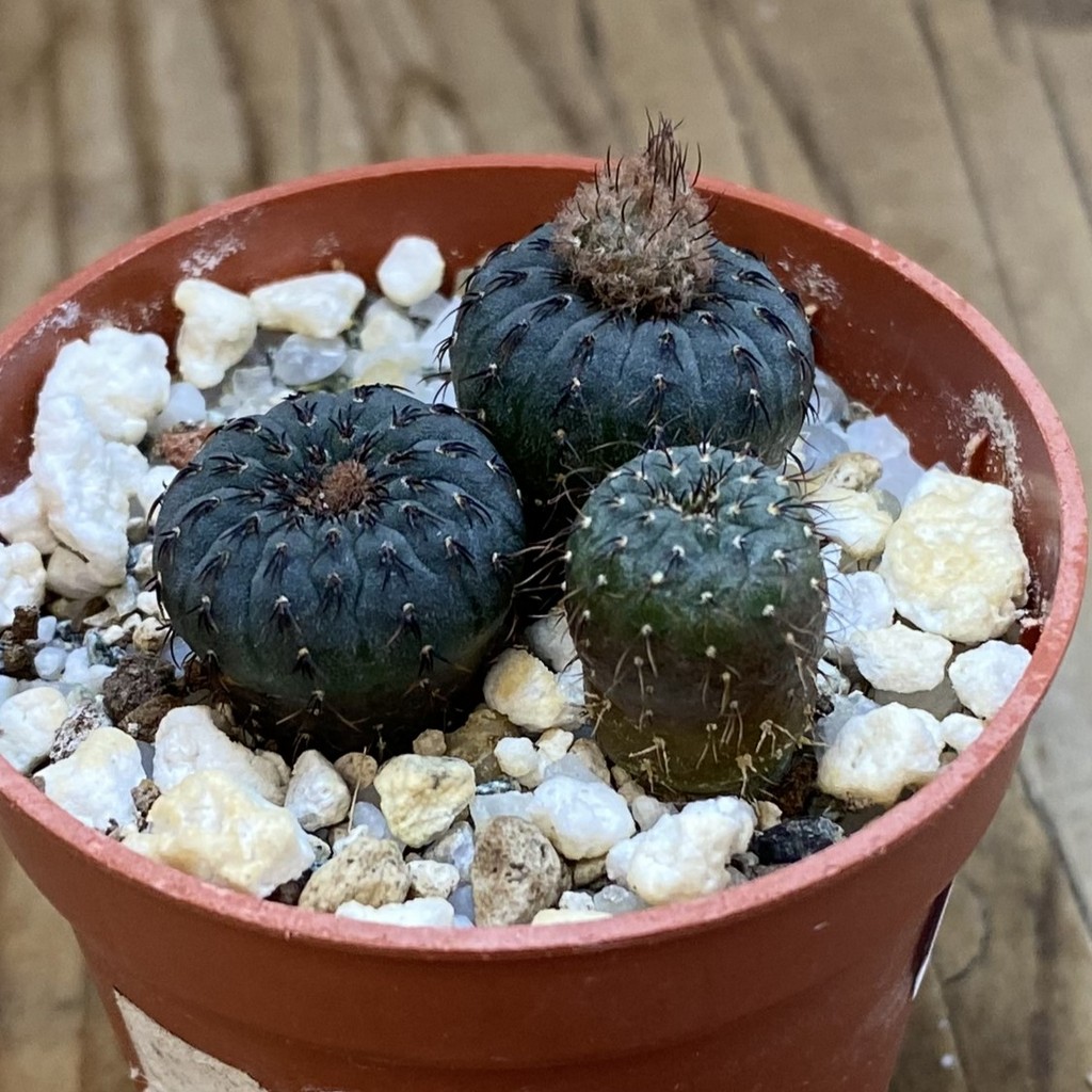 SH40177 Frailea castanea, 3 plants, seedling - Зображення 2