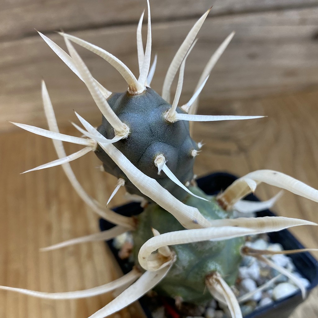 SH40178 Tephrocactus articulatus v. papyracanthus