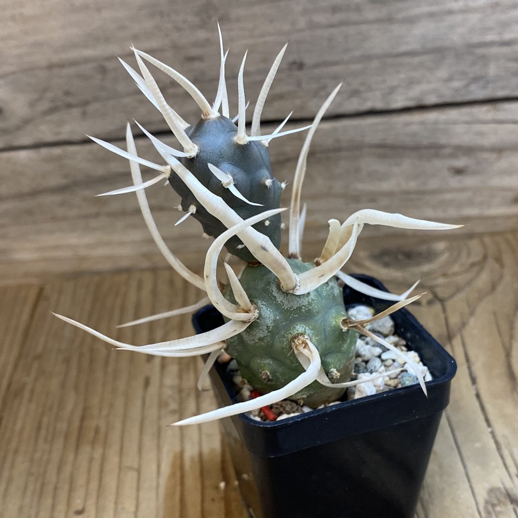 SH40178 Tephrocactus articulatus v. papyracanthus - Зображення 2