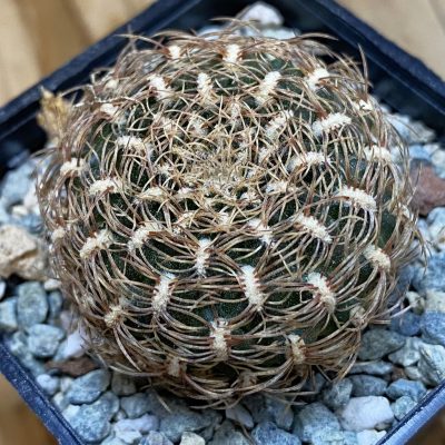 SH40179 Sulcorebutia albissima WF 40 -Plapp-