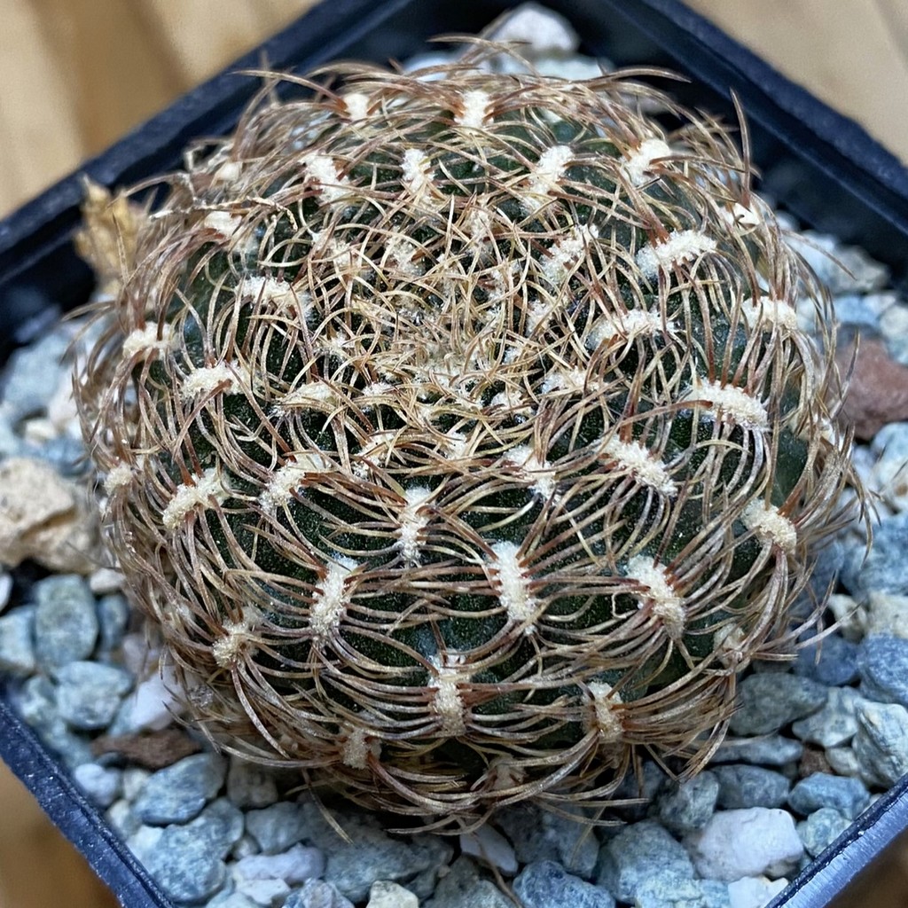 SH40179 Sulcorebutia albissima WF 40 -Plapp-