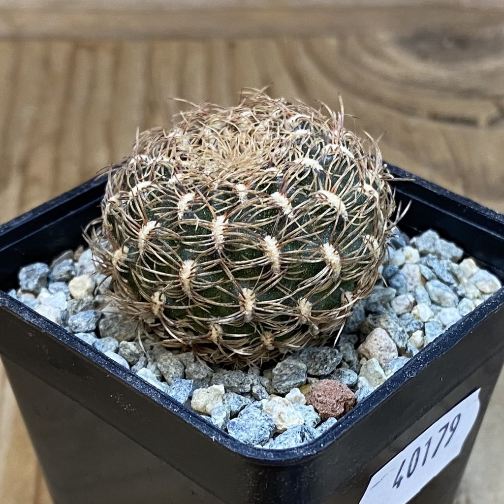 SH40179 Sulcorebutia albissima WF 40 -Plapp- - Зображення 2
