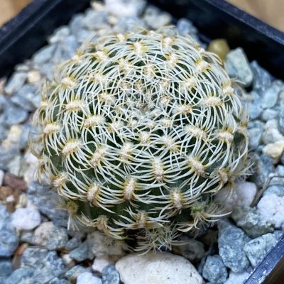 SH40180 Sulcorebutia albini-albida KK 1214