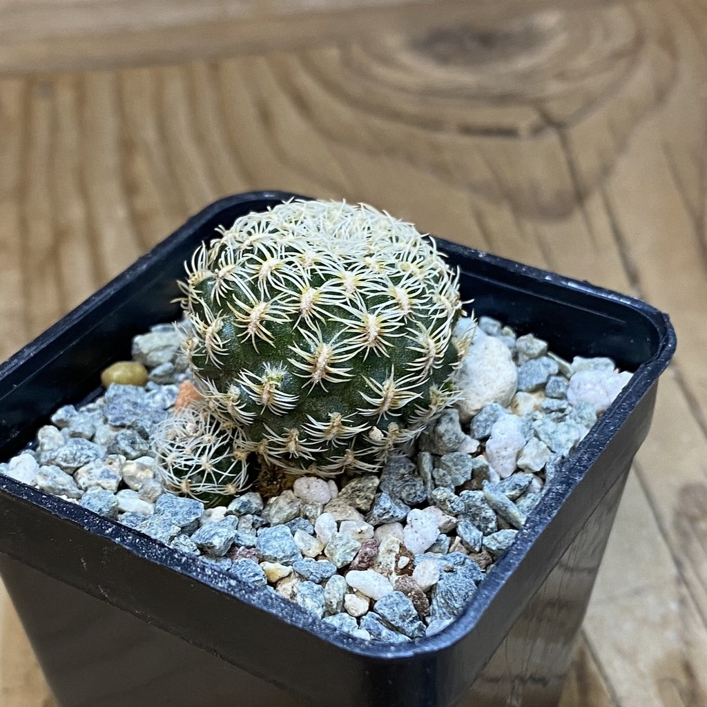 SH40180 Sulcorebutia albini-albida KK 1214 - Зображення 2