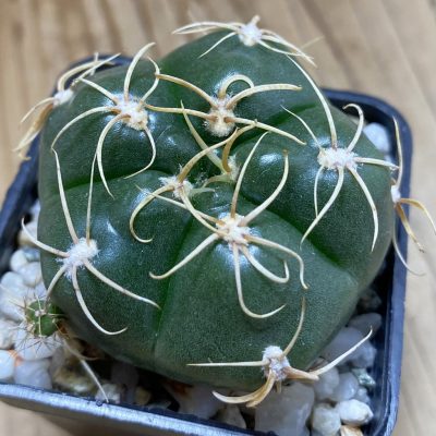 SH39767 Gymnocalycium denudatum ‘Suba’