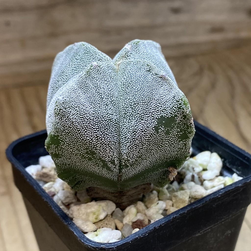 SH39774 Astrophytum myriostigma v. quadricostatum - Зображення 2