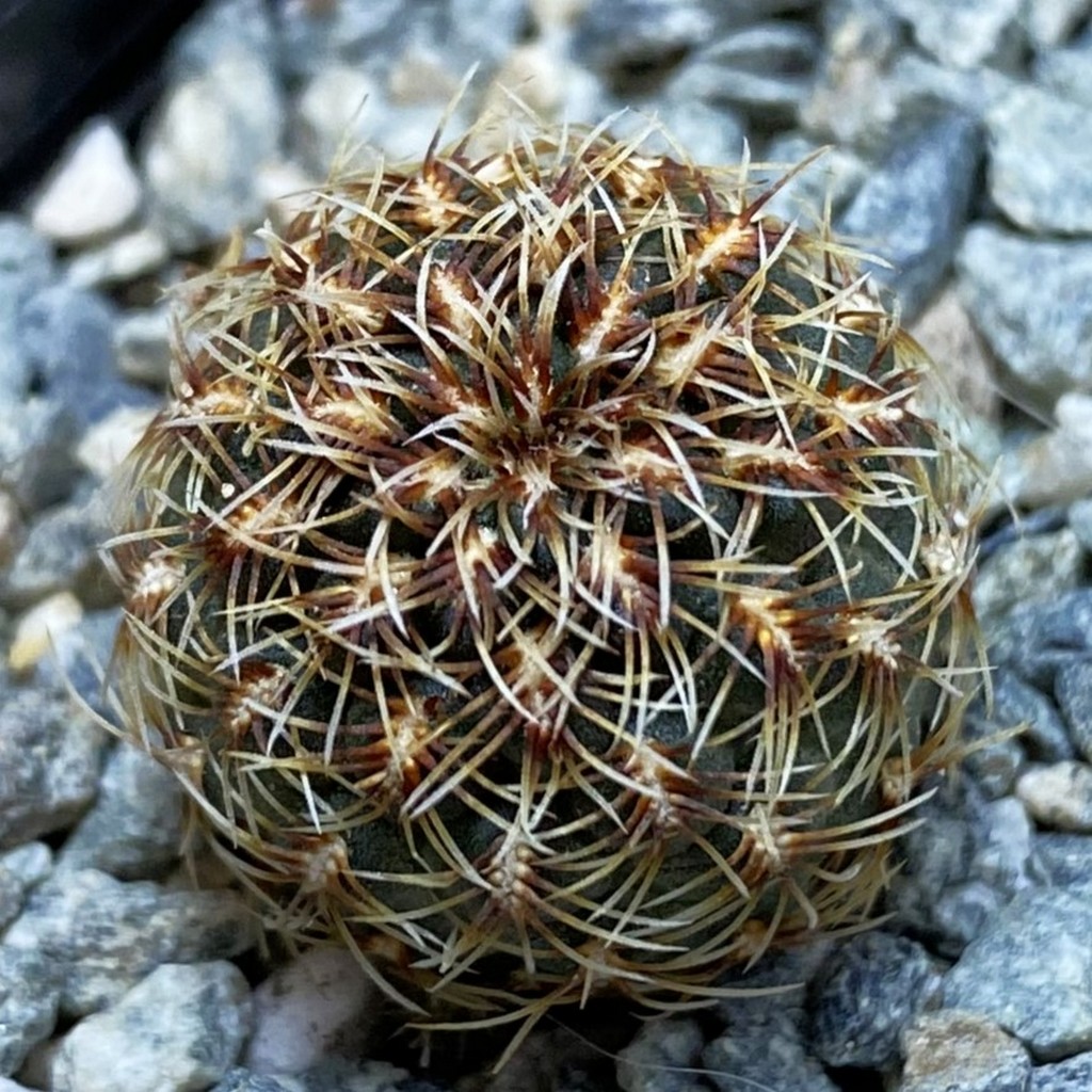 SH40181 Sulcorebutia zavaletae WP 590