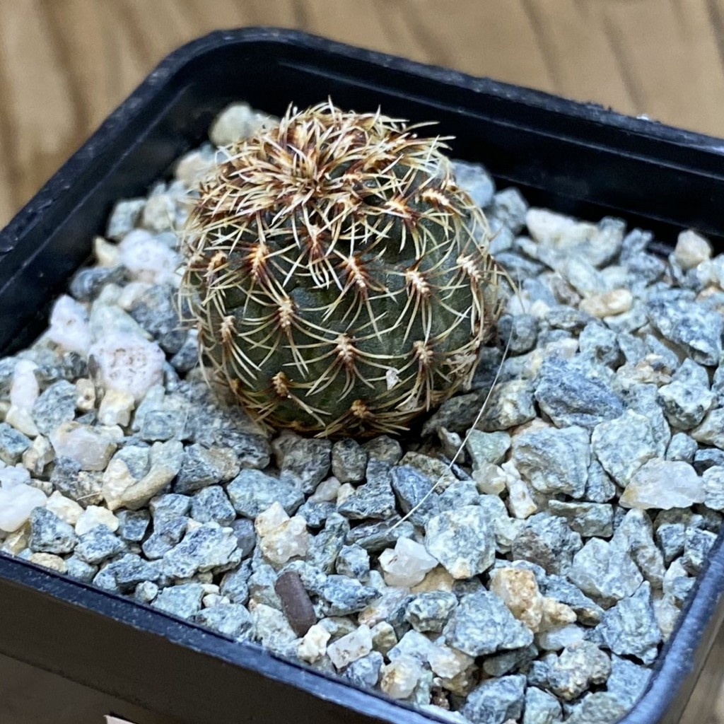 SH40181 Sulcorebutia zavaletae WP 590 - Зображення 2