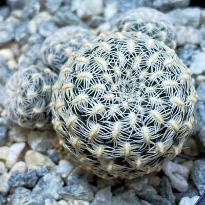 SH40183 Sulcorebutia langeri HS 240