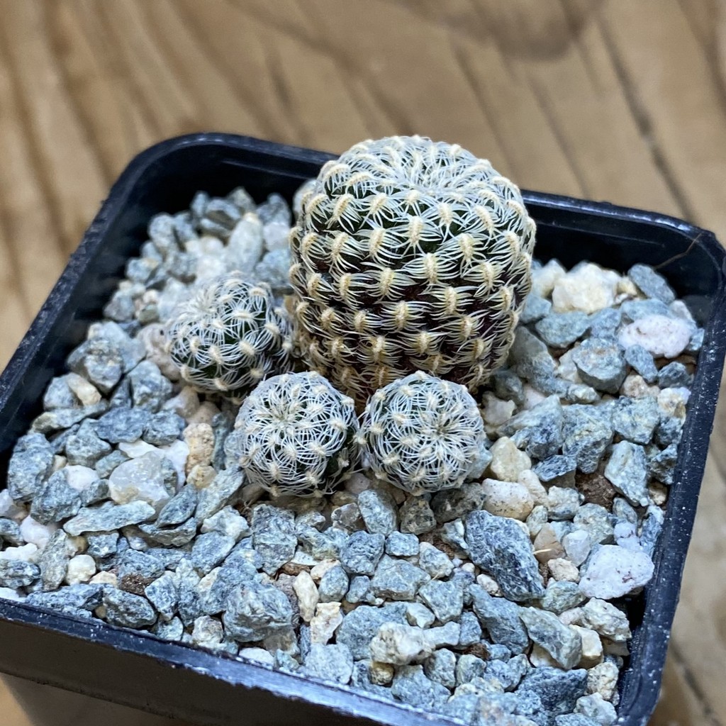 SH40183 Sulcorebutia langeri HS 240 - Зображення 2