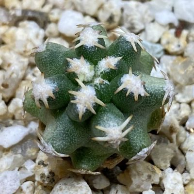 SH40184 Pygmaeocereus bieblii