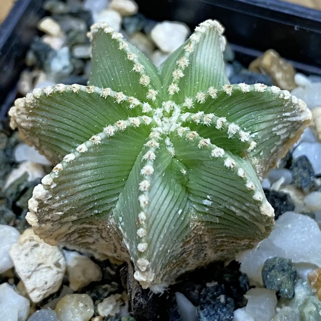 SH40185 Aztekium hintonii GCG 9763, seedling