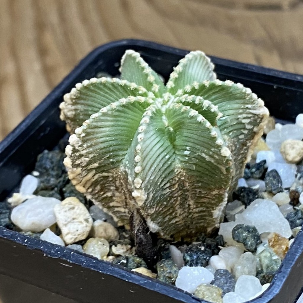 SH40185 Aztekium hintonii GCG 9763, seedling - Зображення 2
