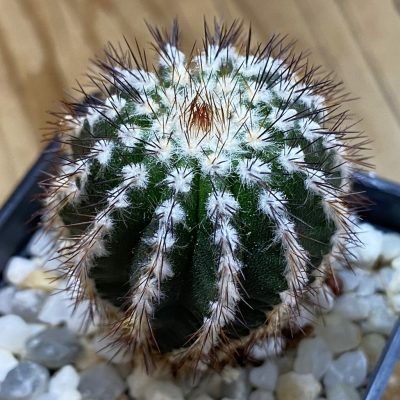 SH40186 Uebelmannia pectinifera, seedling, own roots