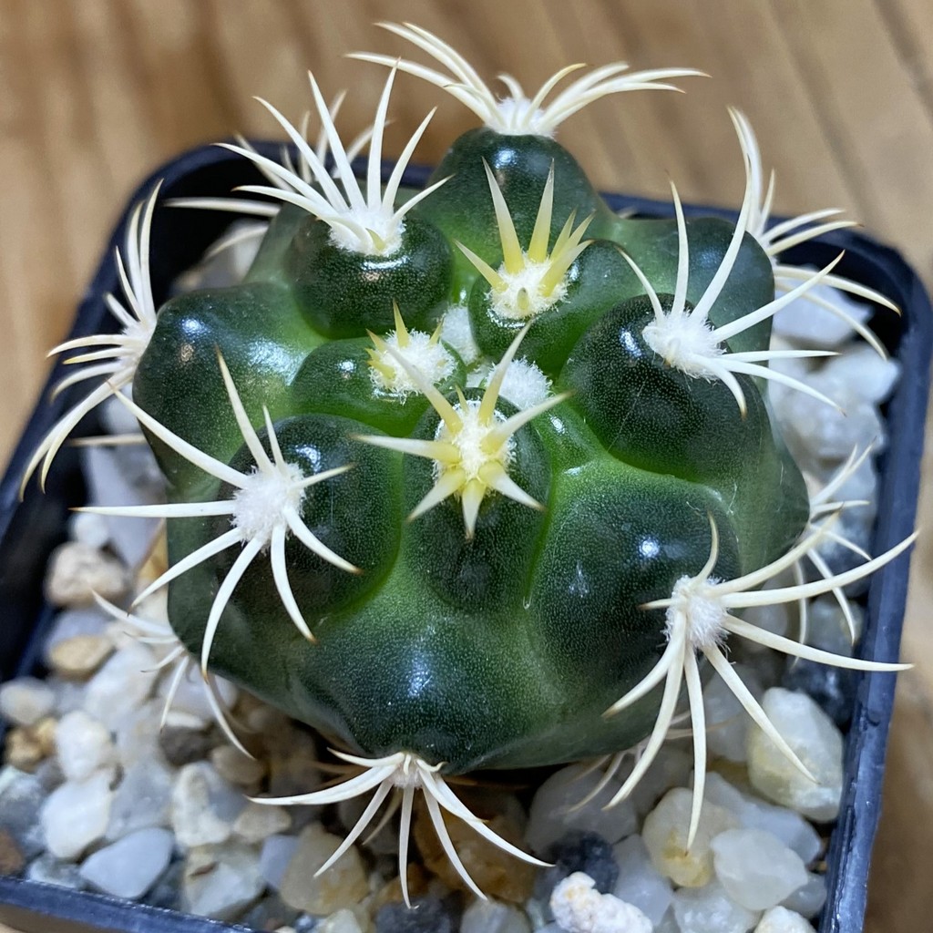 SH40187 Discocactus zehntneri ssp. alagoinhensis, own roots