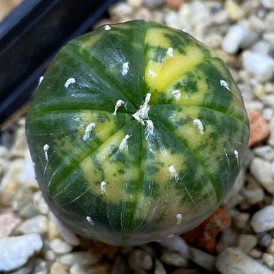 SH39775 Astrophytum asterias ‘Red Purple Skin’ f. variegata