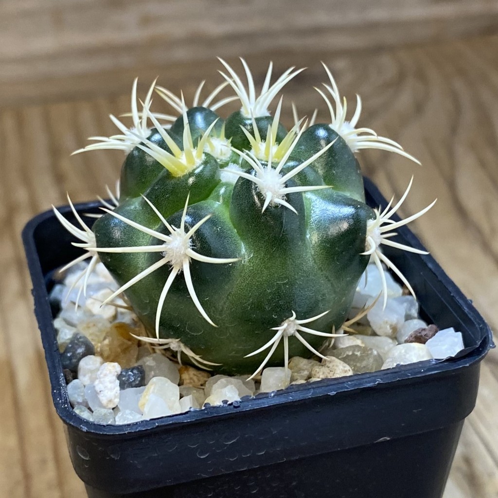 SH40187 Discocactus zehntneri ssp. alagoinhensis, own roots - Зображення 2