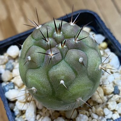 SH40188 Copiapoa cinerea, seedling