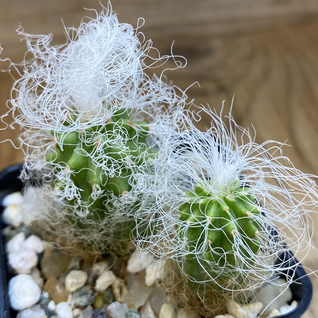 SH40189 Cephalocereus senilis, 2 plants, seedling