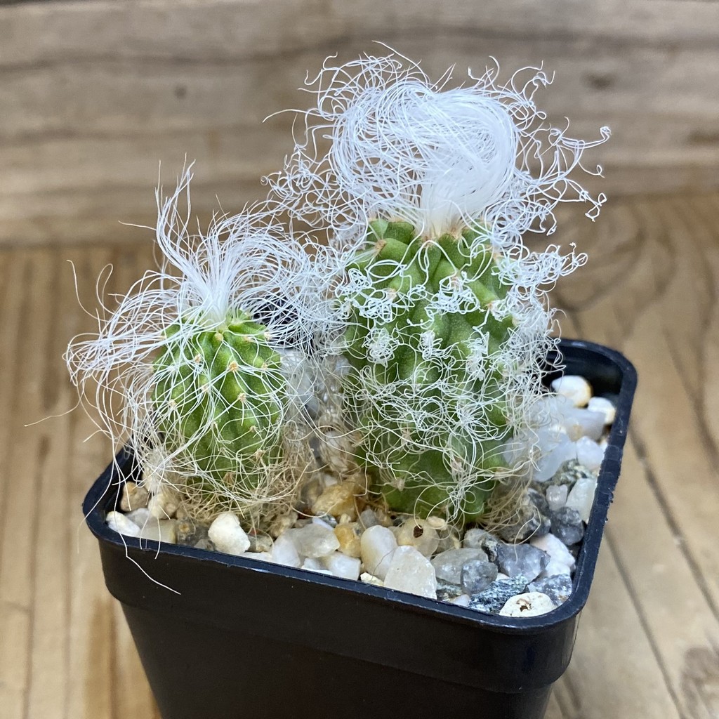 SH40189 Cephalocereus senilis, 2 plants, seedling - Зображення 2