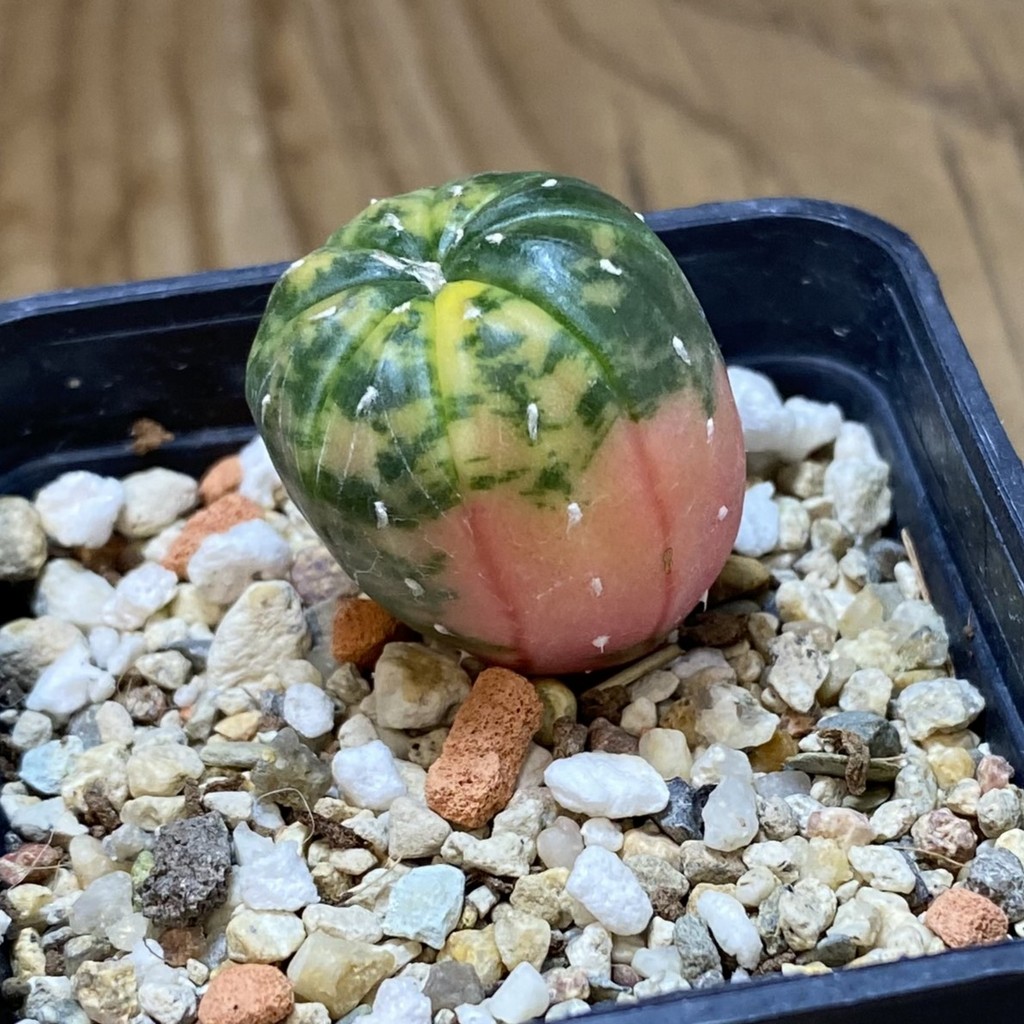 SH39775 Astrophytum asterias ‘Red Purple Skin’ f. variegata - Зображення 2