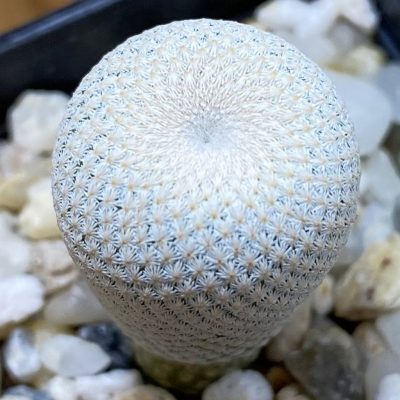 SH40191 Epithelantha bokei MMR 287