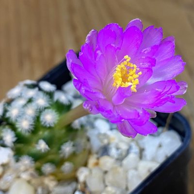 SH40192 Mammillaria theresae v. minima GCG 12504