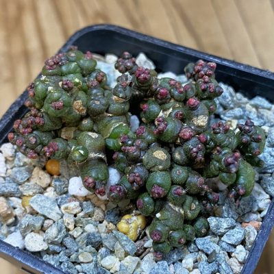 SH40194 Mammillaria bocasana ‘Fred’
