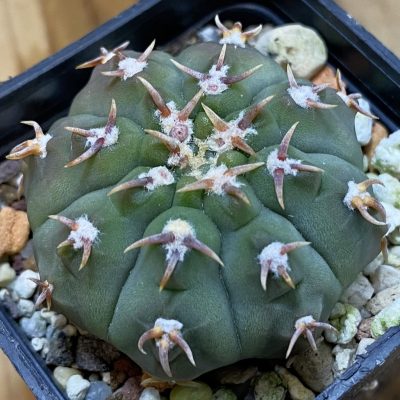 SH40195 Gymnocalycium vatteri v. unguispinum, selection