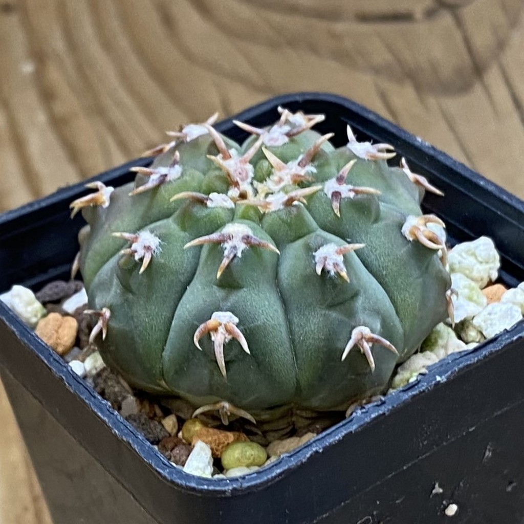 SH40195 Gymnocalycium vatteri v. unguispinum, selection - Зображення 2