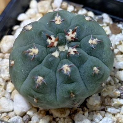 SH40196 Gymnocalycium vatteri v. unguispinum, selection