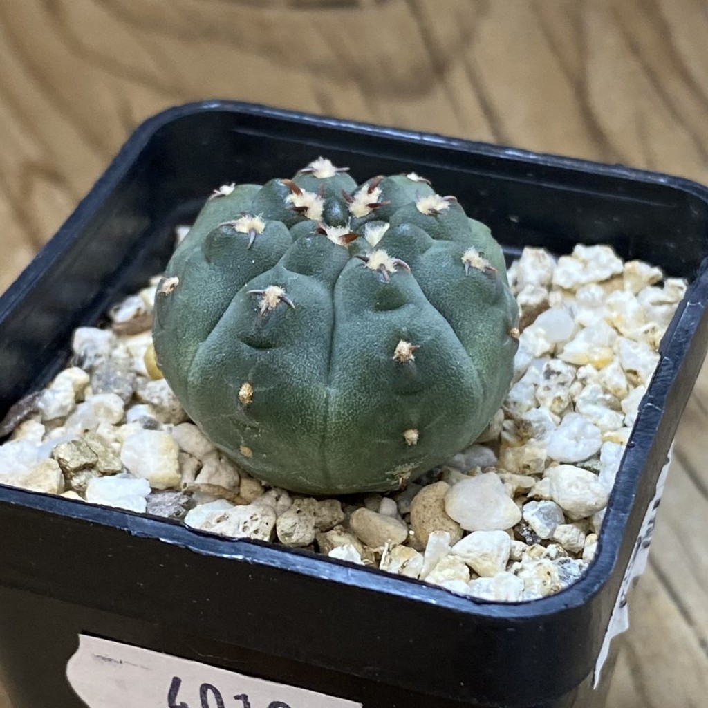 SH40196 Gymnocalycium vatteri v. unguispinum, selection - Зображення 2