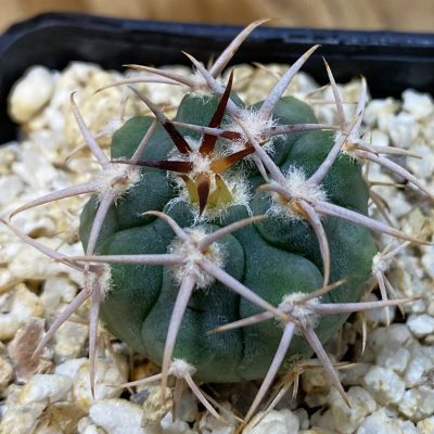 SH40197 Gymnocalycium aff. guanchinense