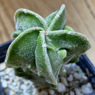 SH39776 Astrophytum myriostigma ‘Fukuryu’