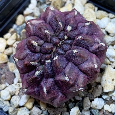 SH40198 Gymnocalycium mihanovichii ‘Day Dream’ f. cristata