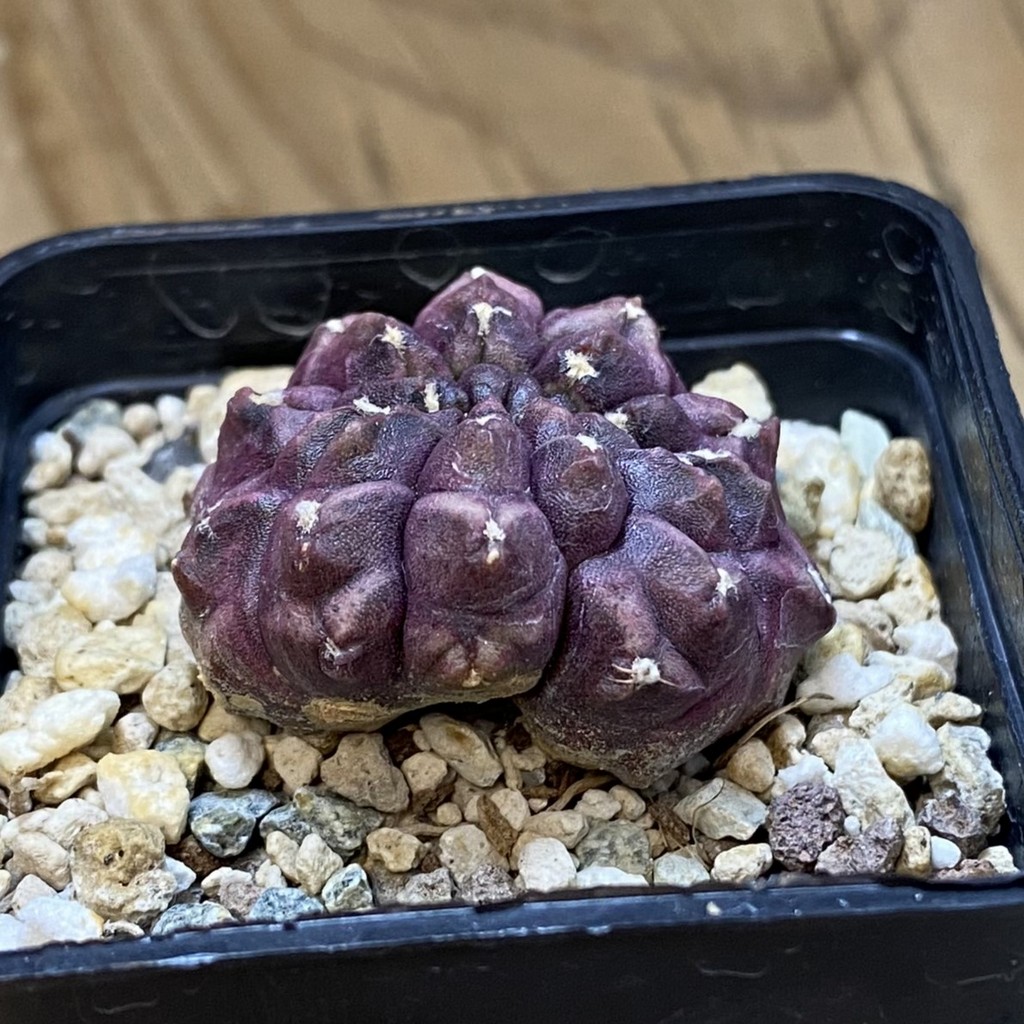SH40198 Gymnocalycium mihanovichii ‘Day Dream’ f. cristata - Зображення 2