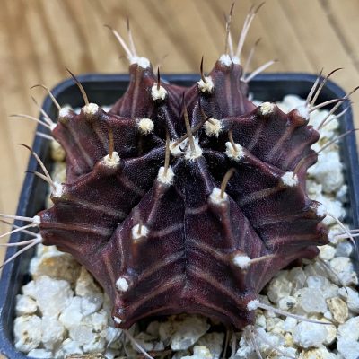 SH40199 Gymnocalycium mihanovichii 'Zebra' hybrid