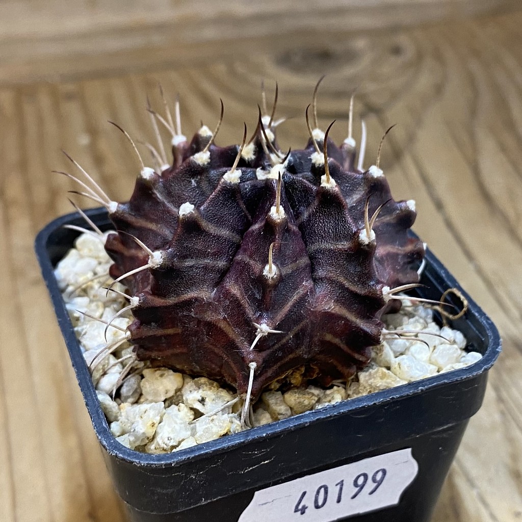 SH40199 Gymnocalycium mihanovichii 'Zebra' hybrid - Зображення 2
