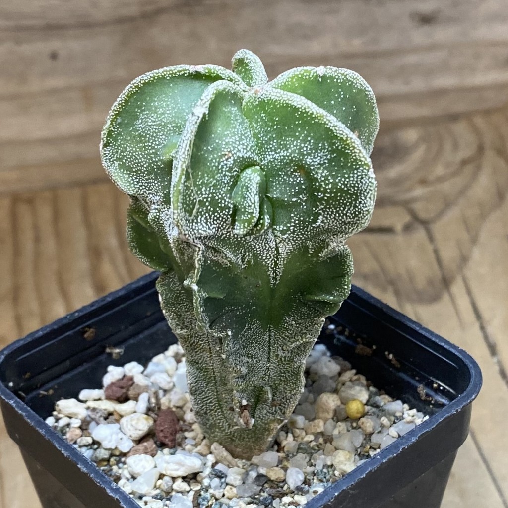 SH39776 Astrophytum myriostigma ‘Fukuryu’ - Зображення 2