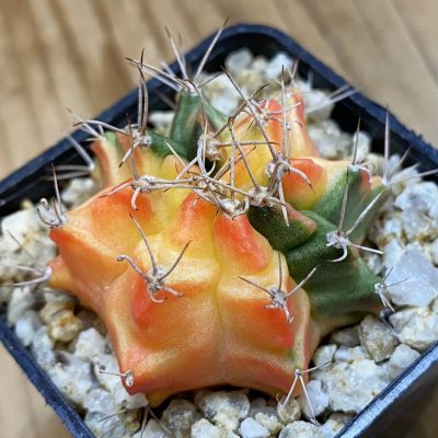 SH40205 Gymnocalycium mihanovichii f. variegata