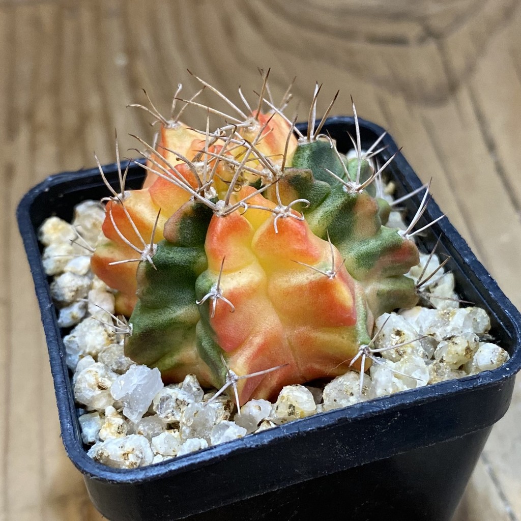 SH40205 Gymnocalycium mihanovichii f. variegata - Зображення 2
